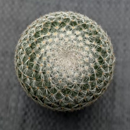 3-4cm mammillaria albilanata