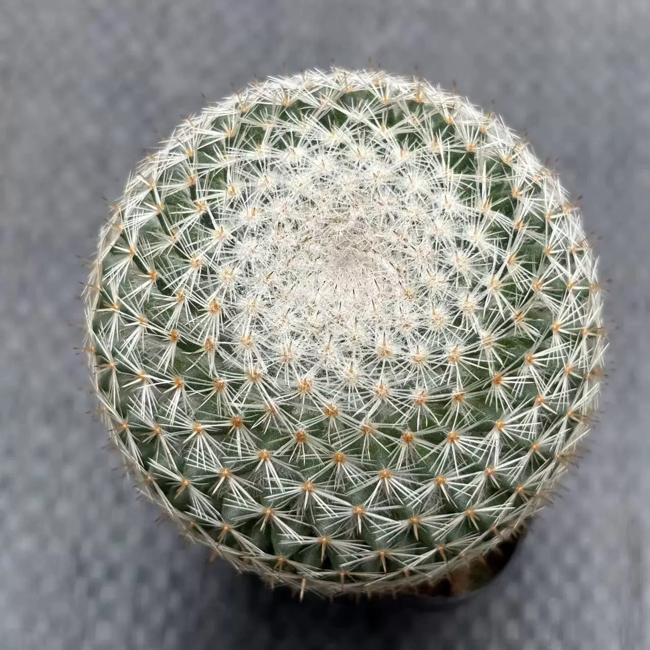 3-4cm mammillaria albilanata