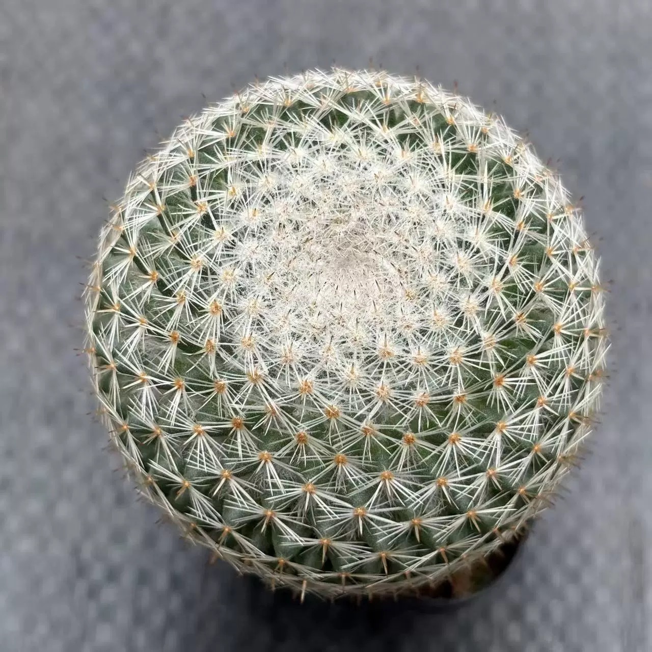 3-4cm mammillaria albilanata