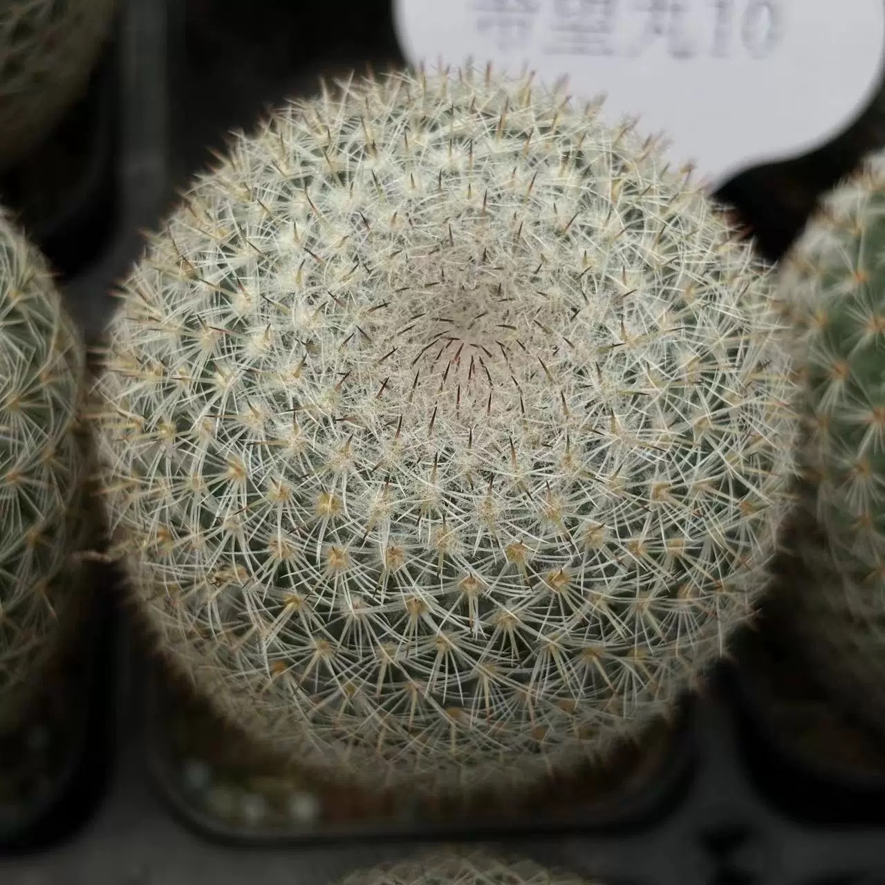 3-4cm mammillaria albilanata