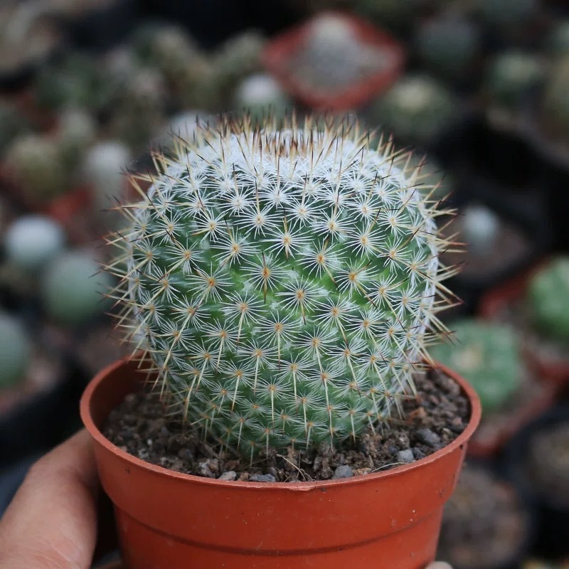 3-4cm mammillaria albilanata