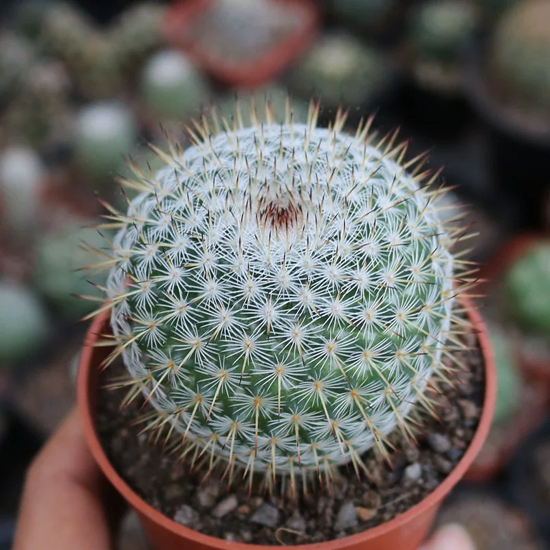 3-4cm mammillaria albilanata