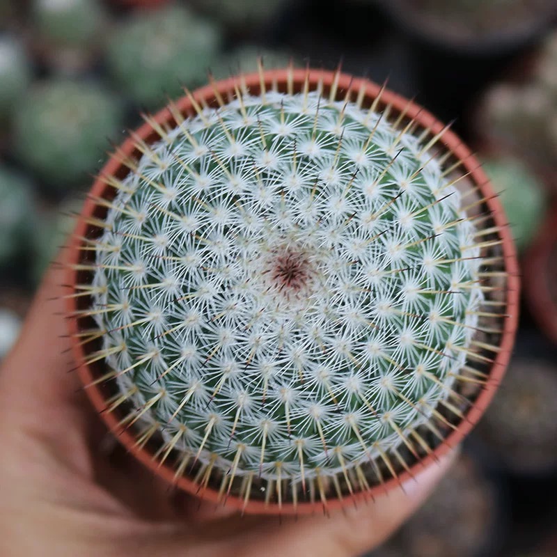 3-4cm mammillaria albilanata