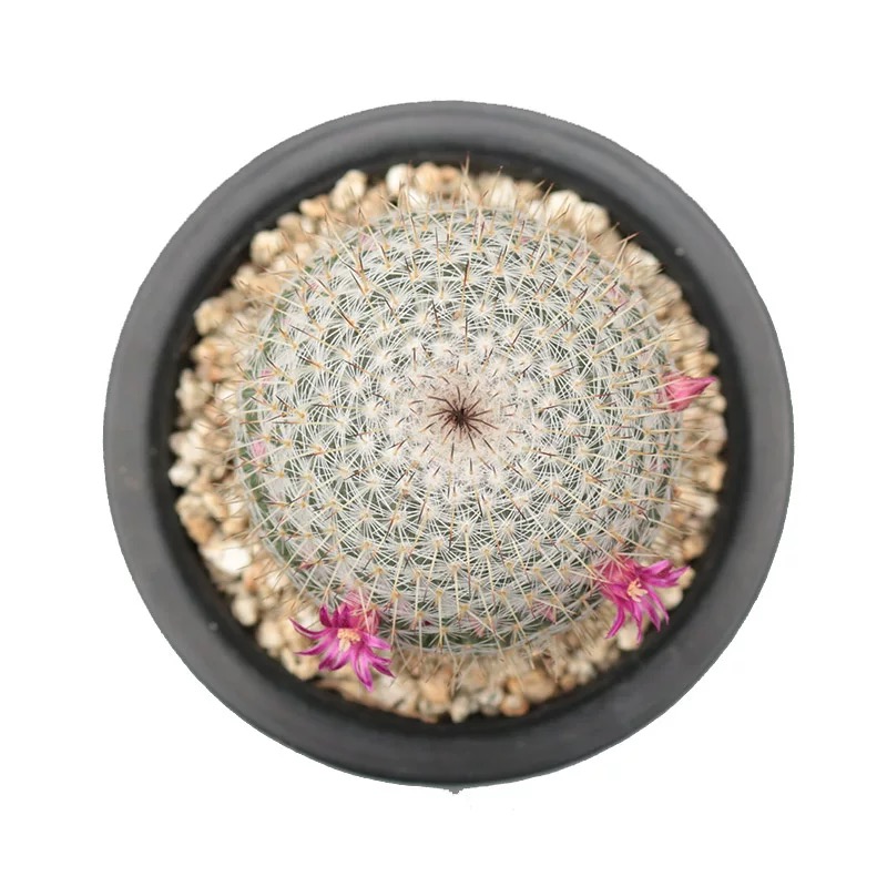 3-4cm mammillaria albilanata