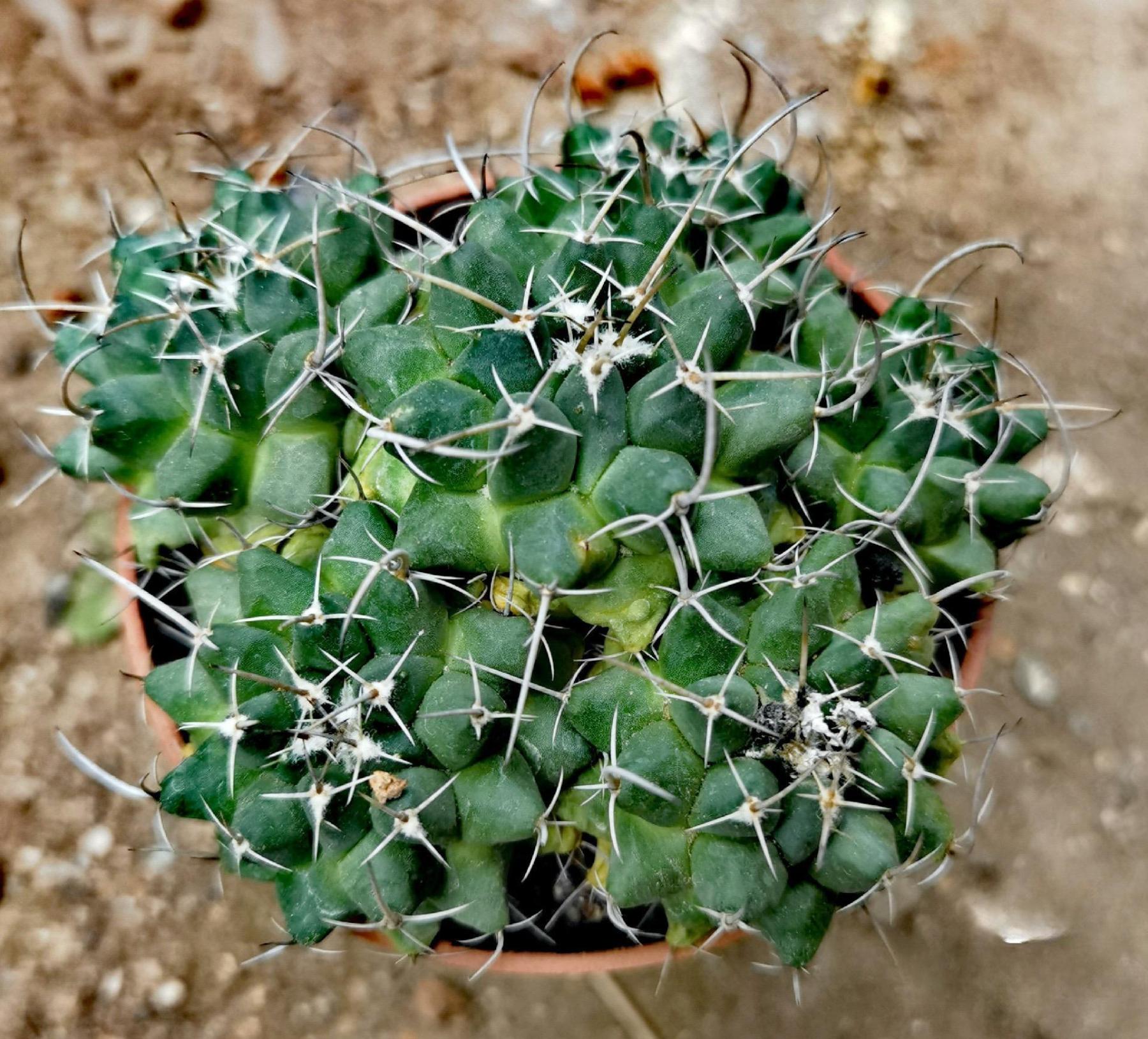 3-7cm mammillaria compressa