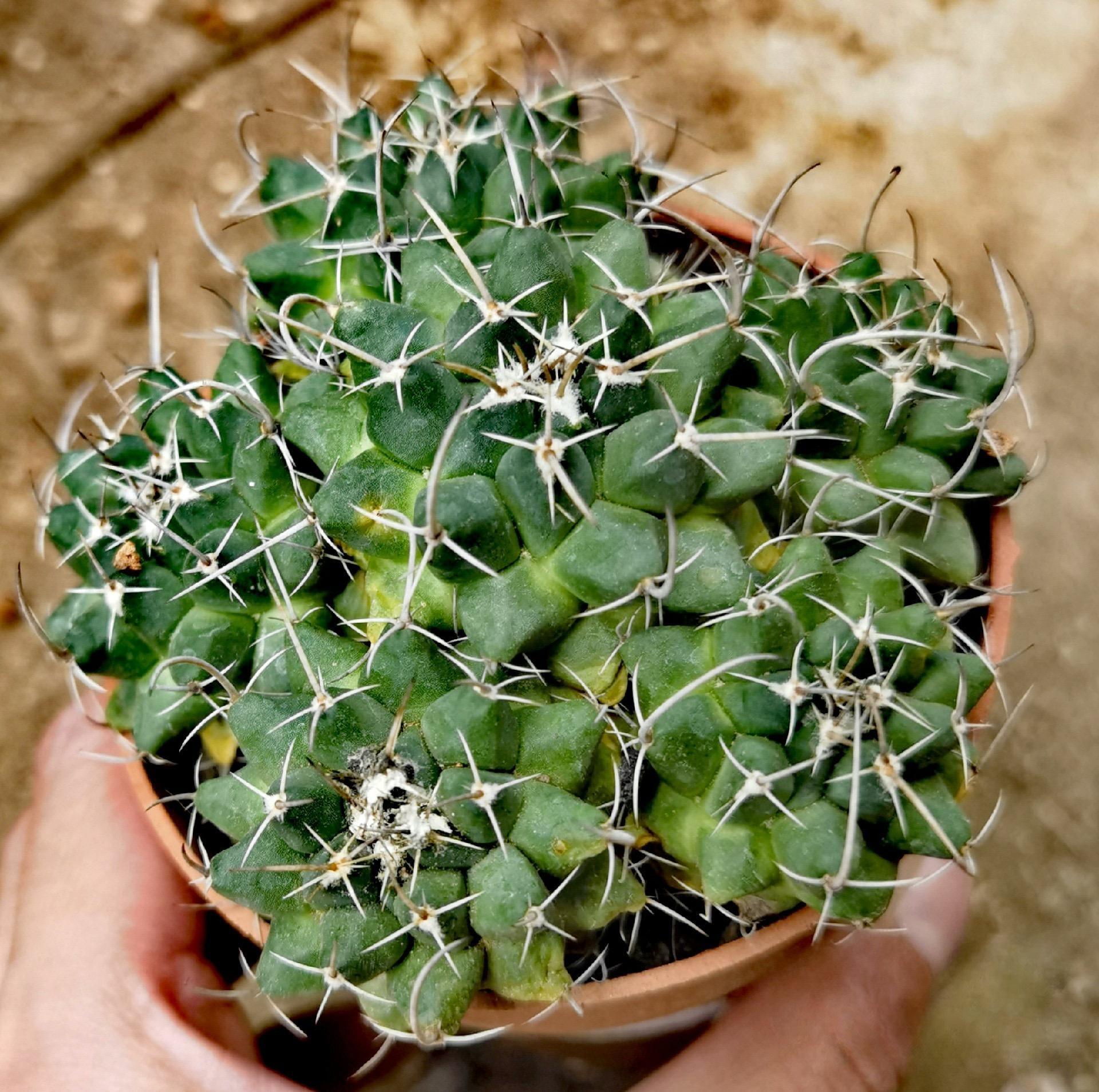3-7cm mammillaria compressa