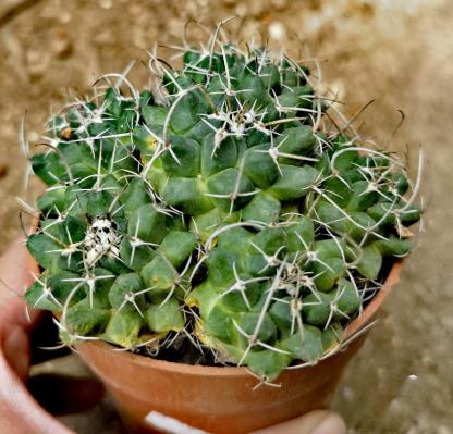 3-7cm mammillaria compressa