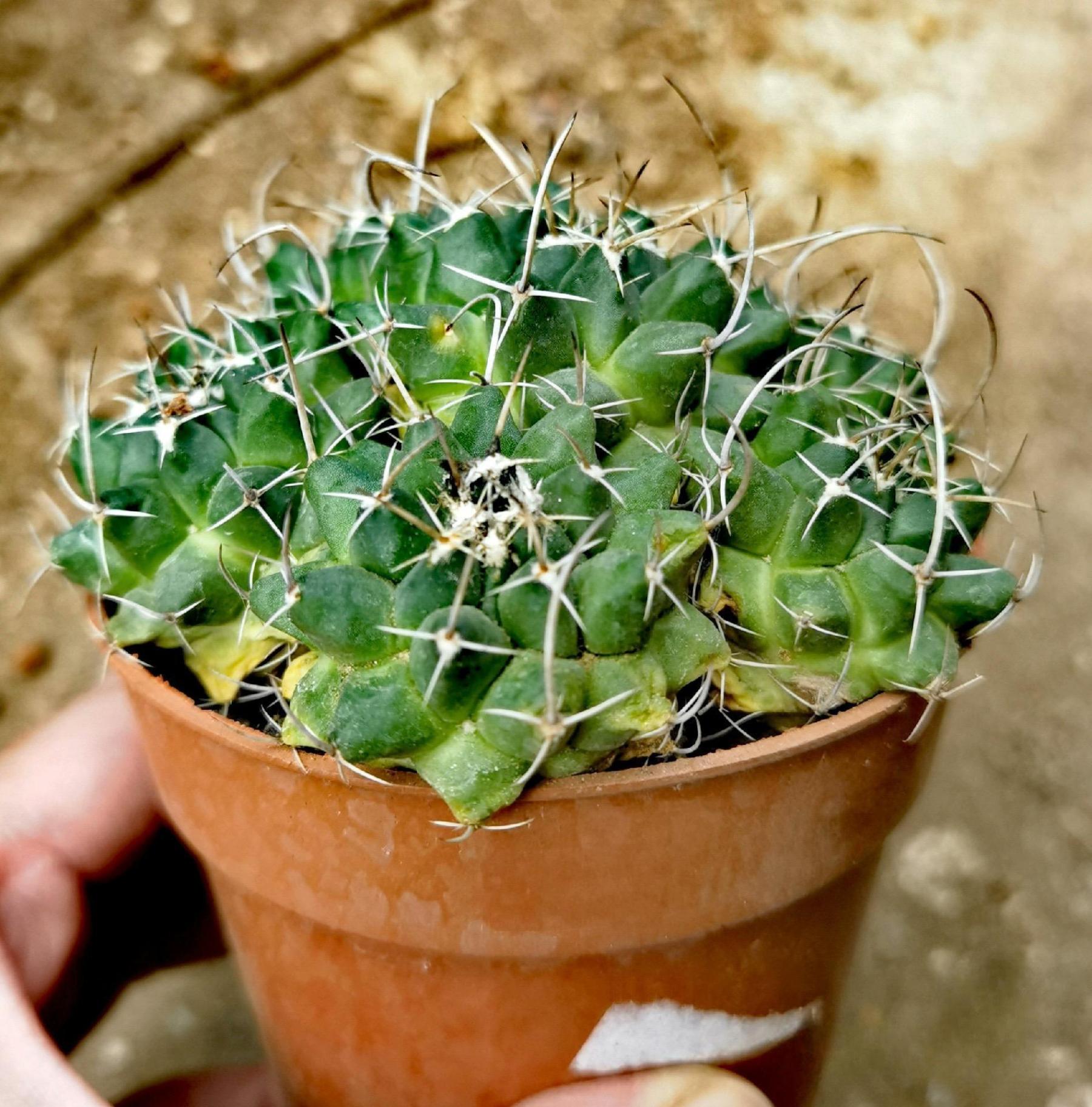 3-7cm mammillaria compressa