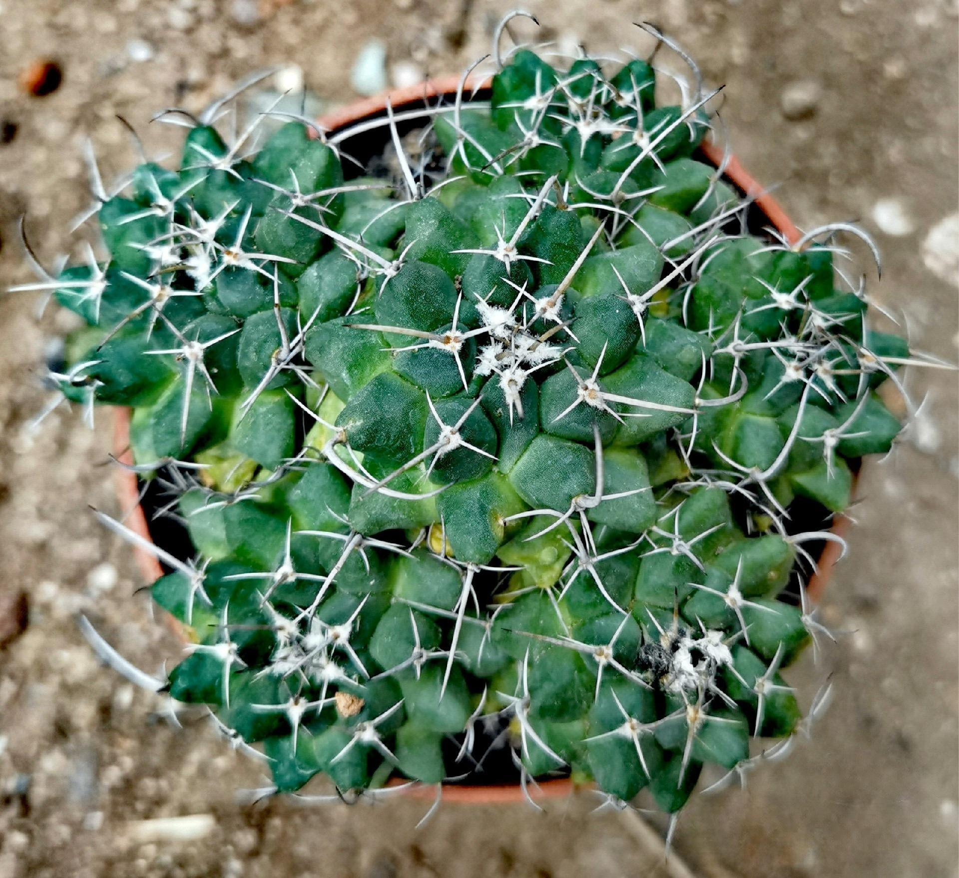 3-7cm mammillaria compressa
