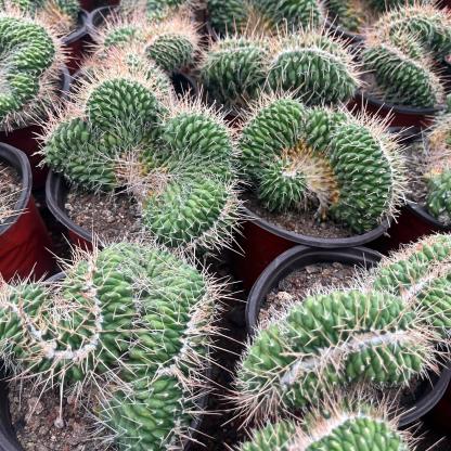 3-7cm mammillaria compressa