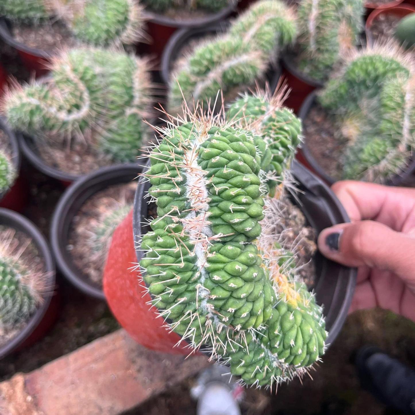 3-7cm mammillaria compressa