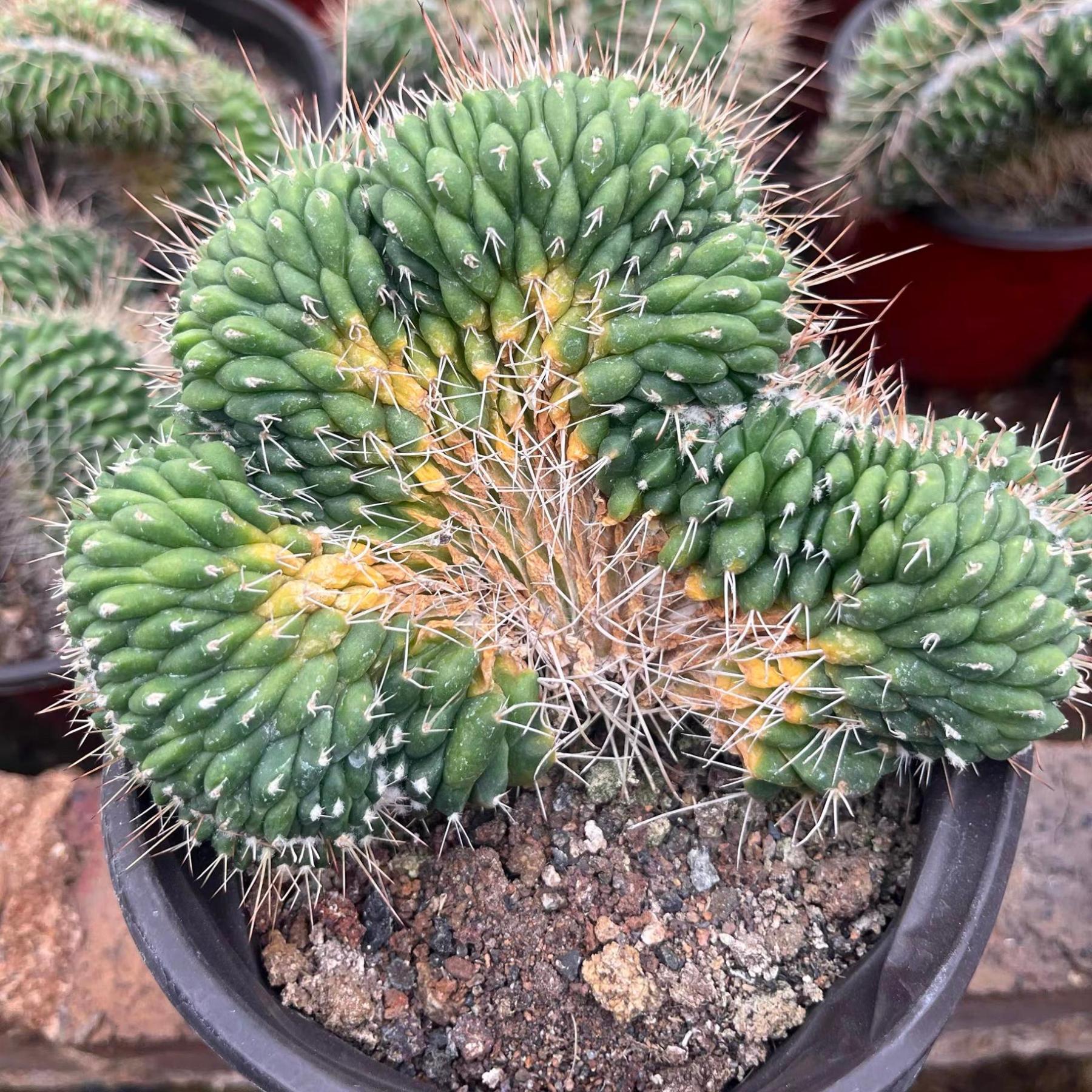 3-7cm mammillaria compressa