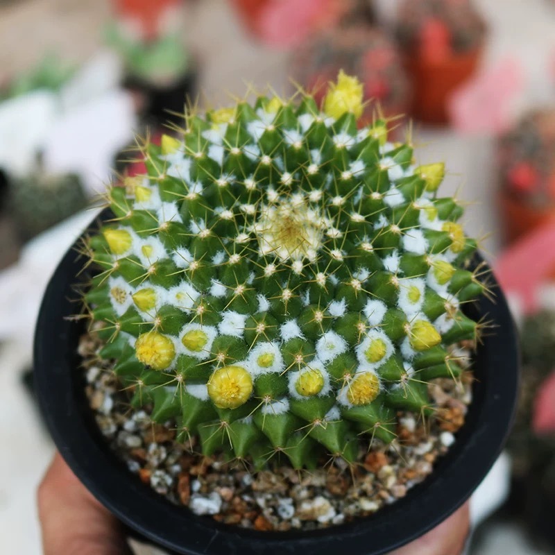 3-7cm mammillaria compressa
