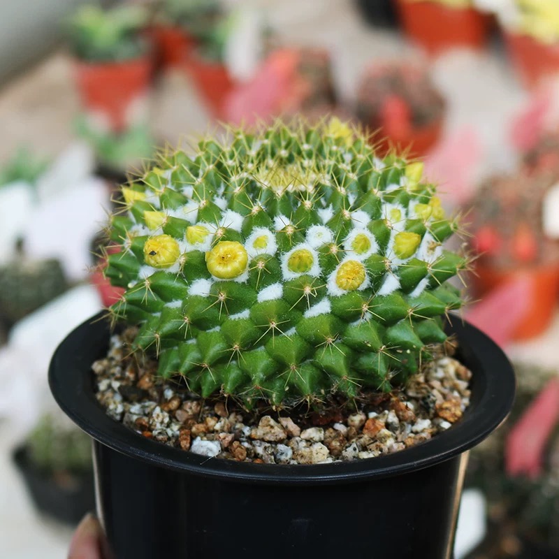 3-7cm mammillaria compressa