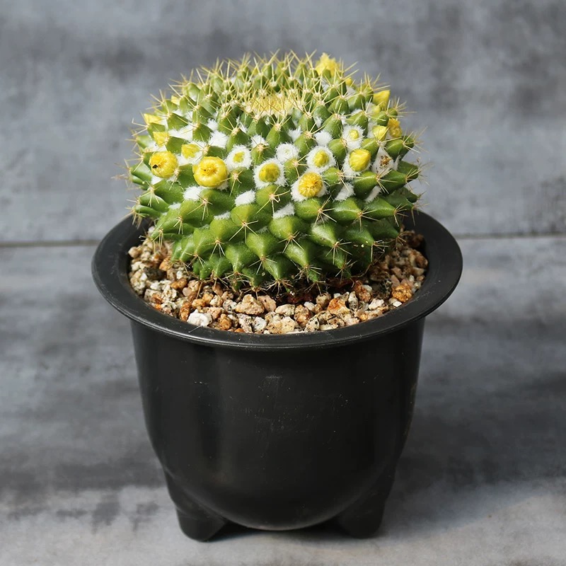 3-7cm mammillaria compressa