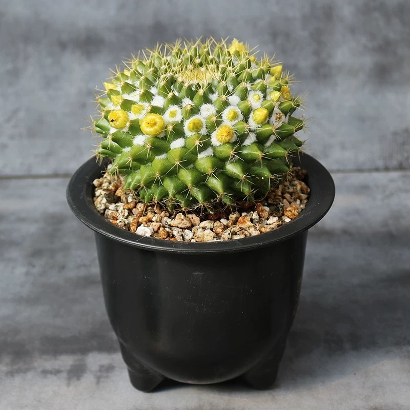 3-7cm mammillaria compressa