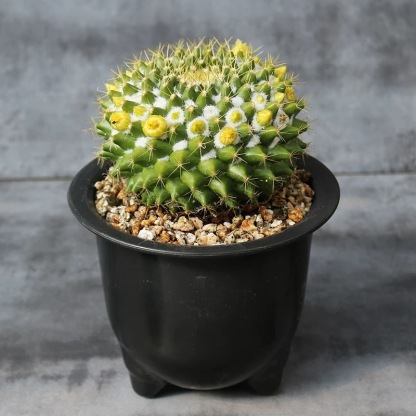 3-7cm mammillaria compressa
