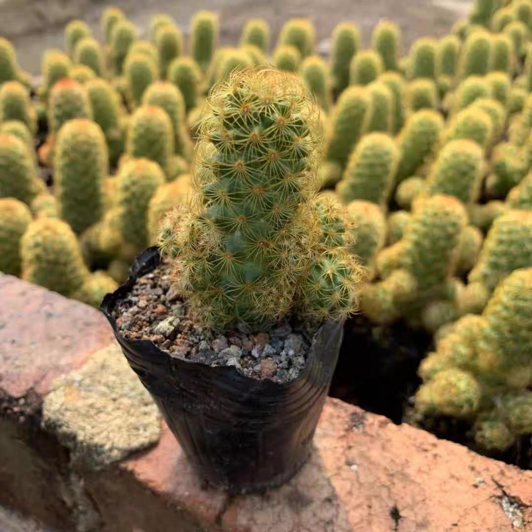 6-8cm mammillaria vetula