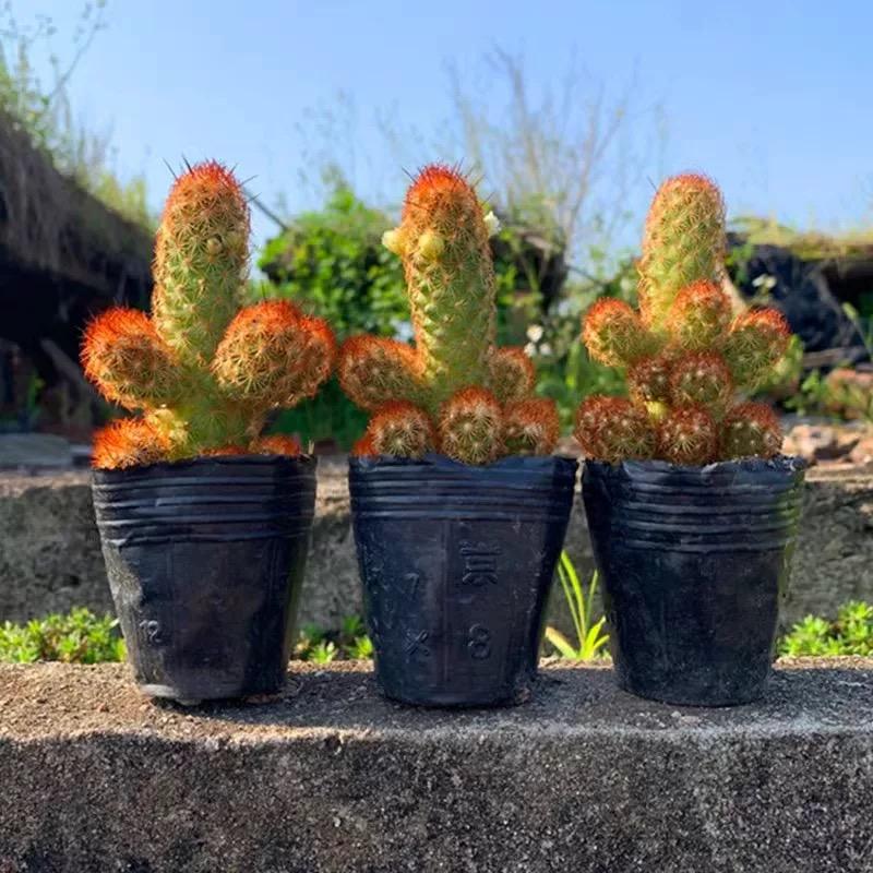 6-8cm mammillaria vetula