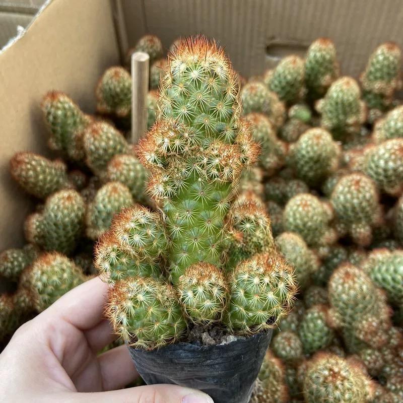 6-8cm mammillaria vetula