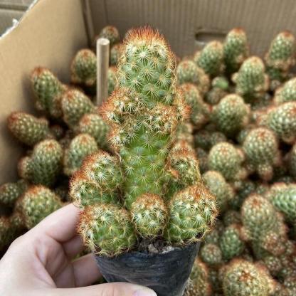 6-8cm mammillaria vetula