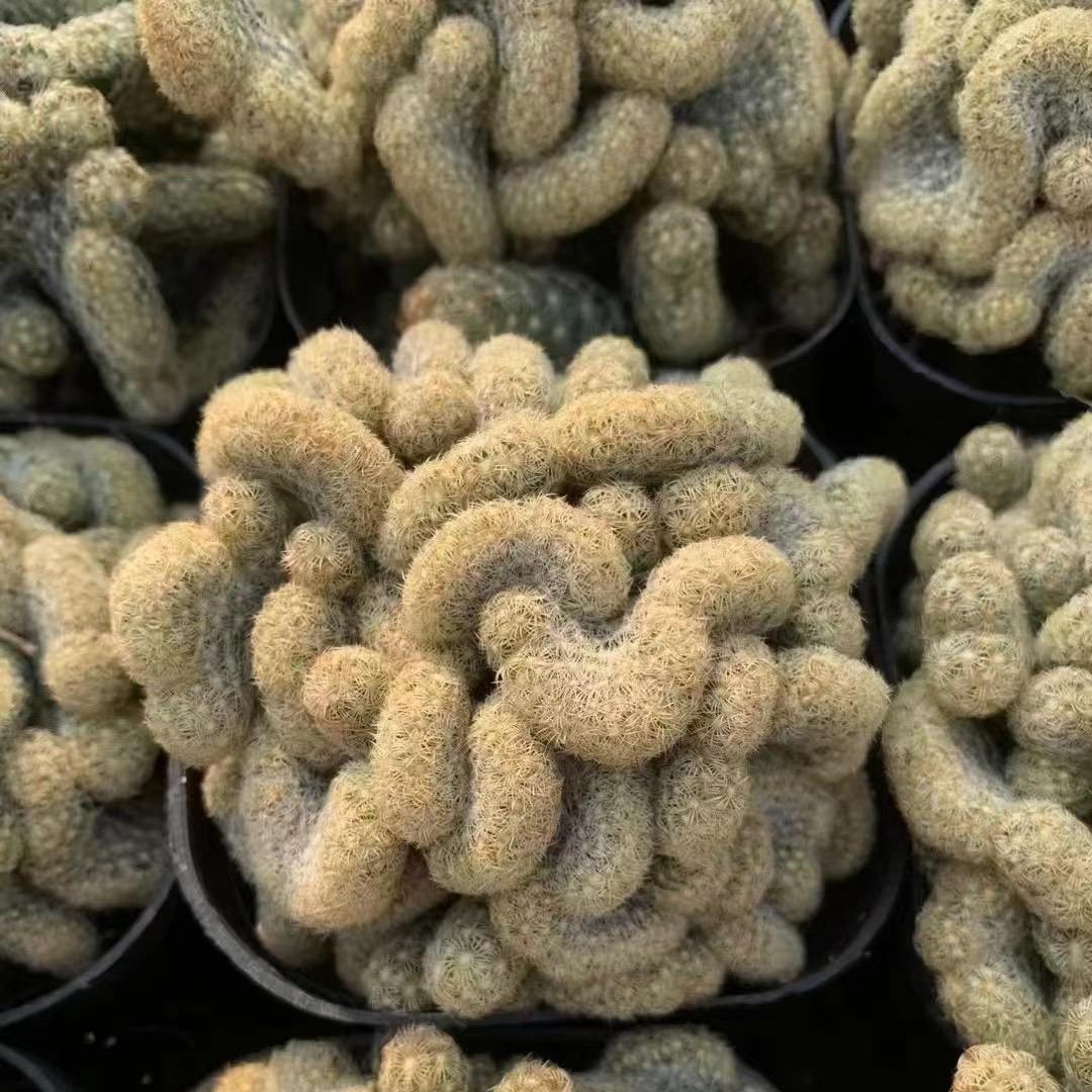 6-8cm mammillaria vetula （variegated）