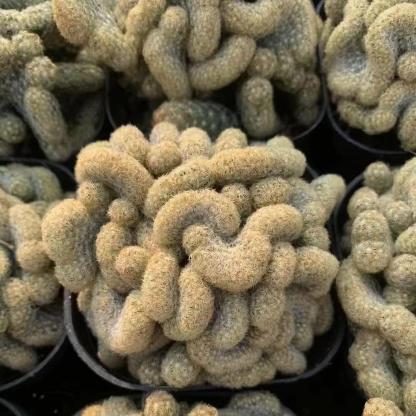 6-8cm mammillaria vetula （variegated）