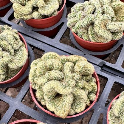 6-8cm mammillaria vetula （variegated）