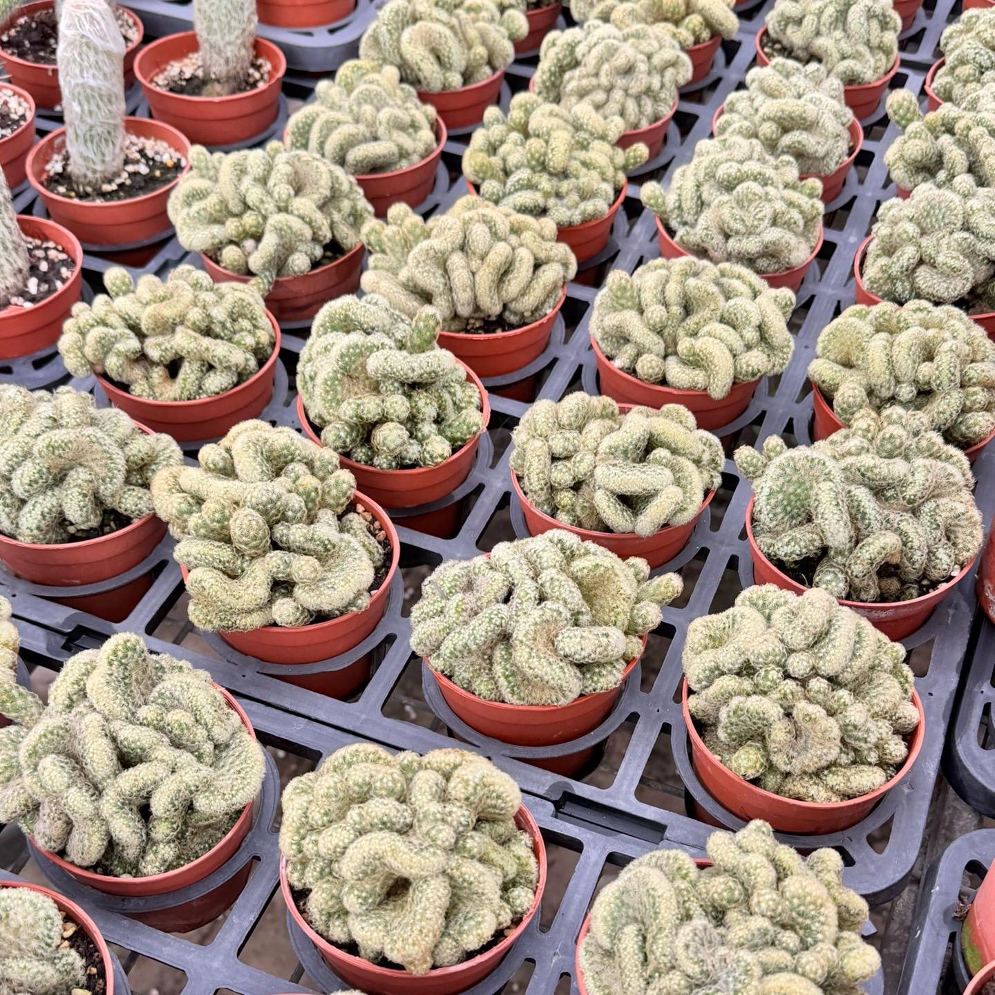 6-8cm mammillaria vetula