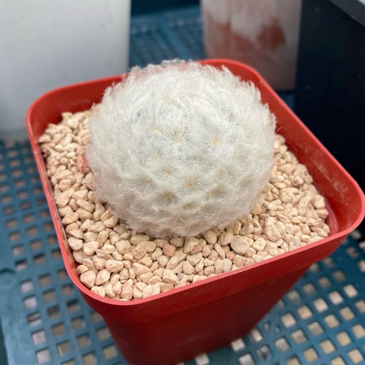 4-12cm Mammillaria plumosa
