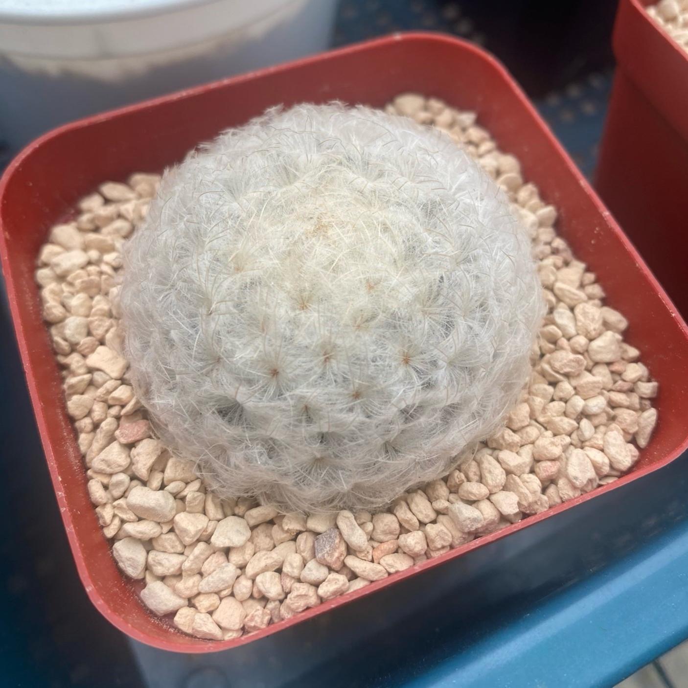 4-12cm Mammillaria plumosa