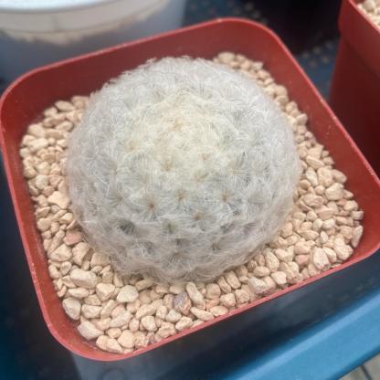 4-12cm Mammillaria plumosa