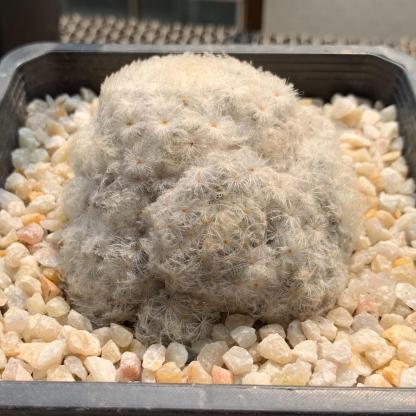 6-12cm Mammillaria plumosa （multi-headed）