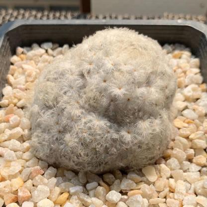 6-12cm Mammillaria plumosa （multi-headed）