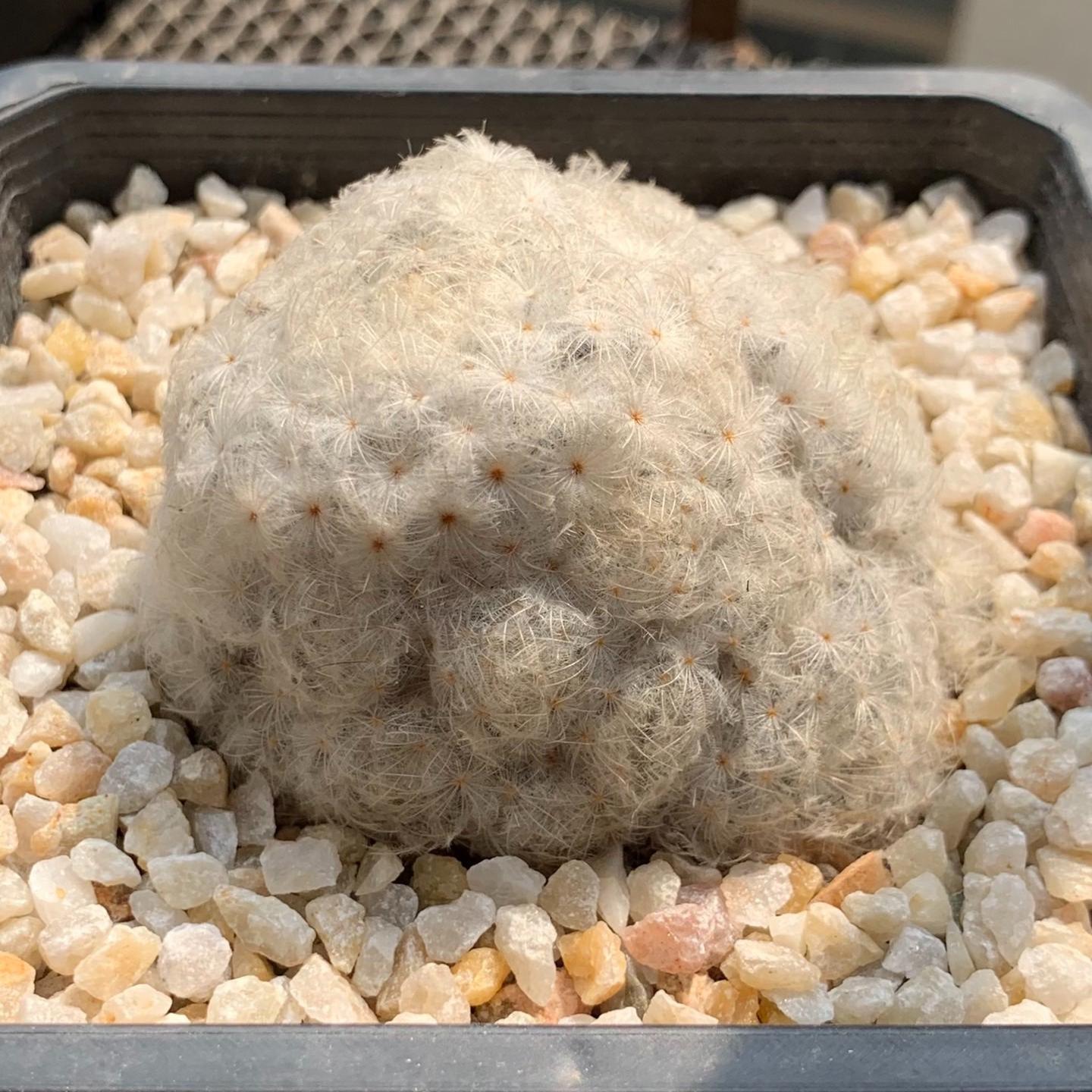 6-12cm Mammillaria plumosa （multi-headed）