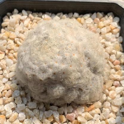 6-12cm Mammillaria plumosa （multi-headed）