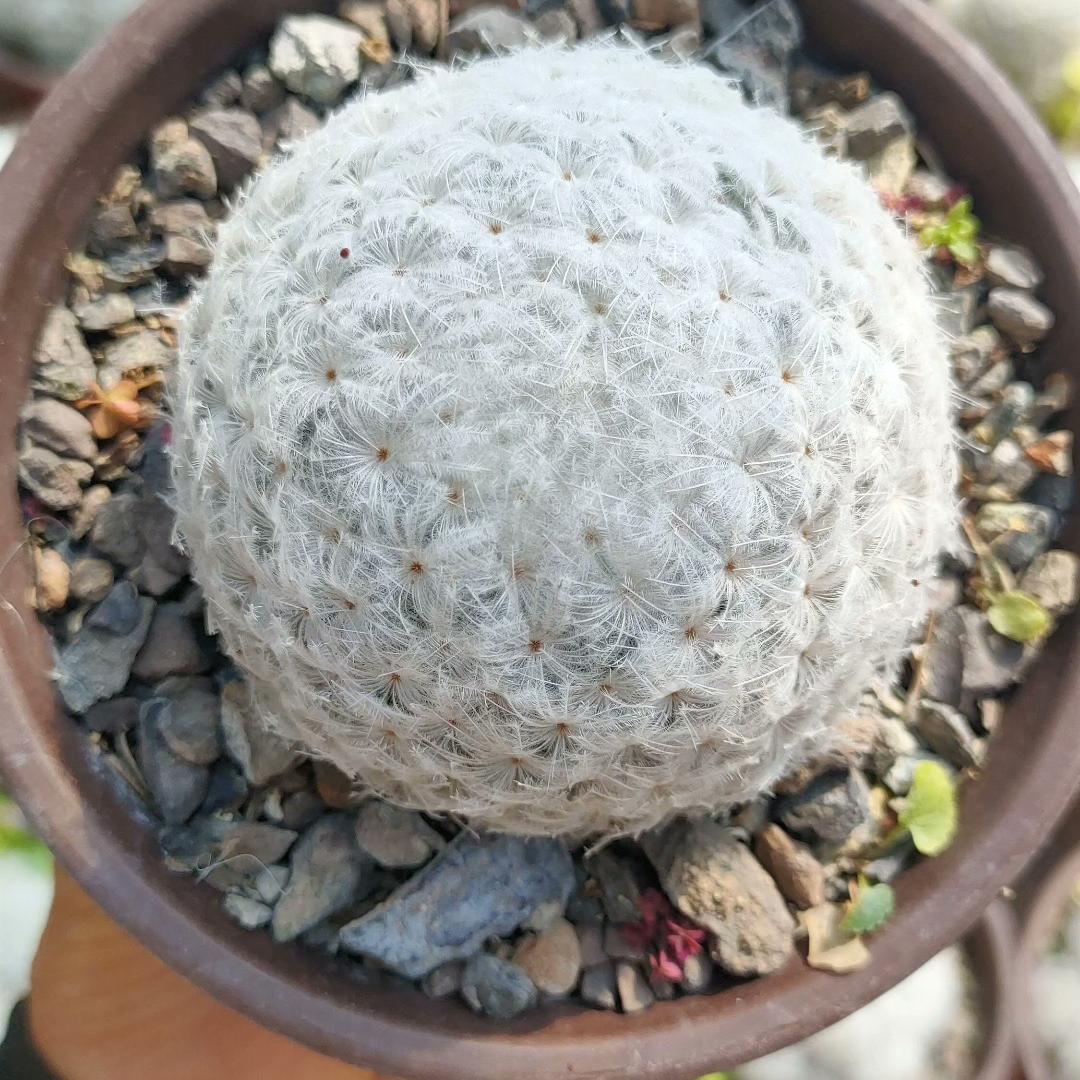 6-12cm Mammillaria plumosa （multi-headed）