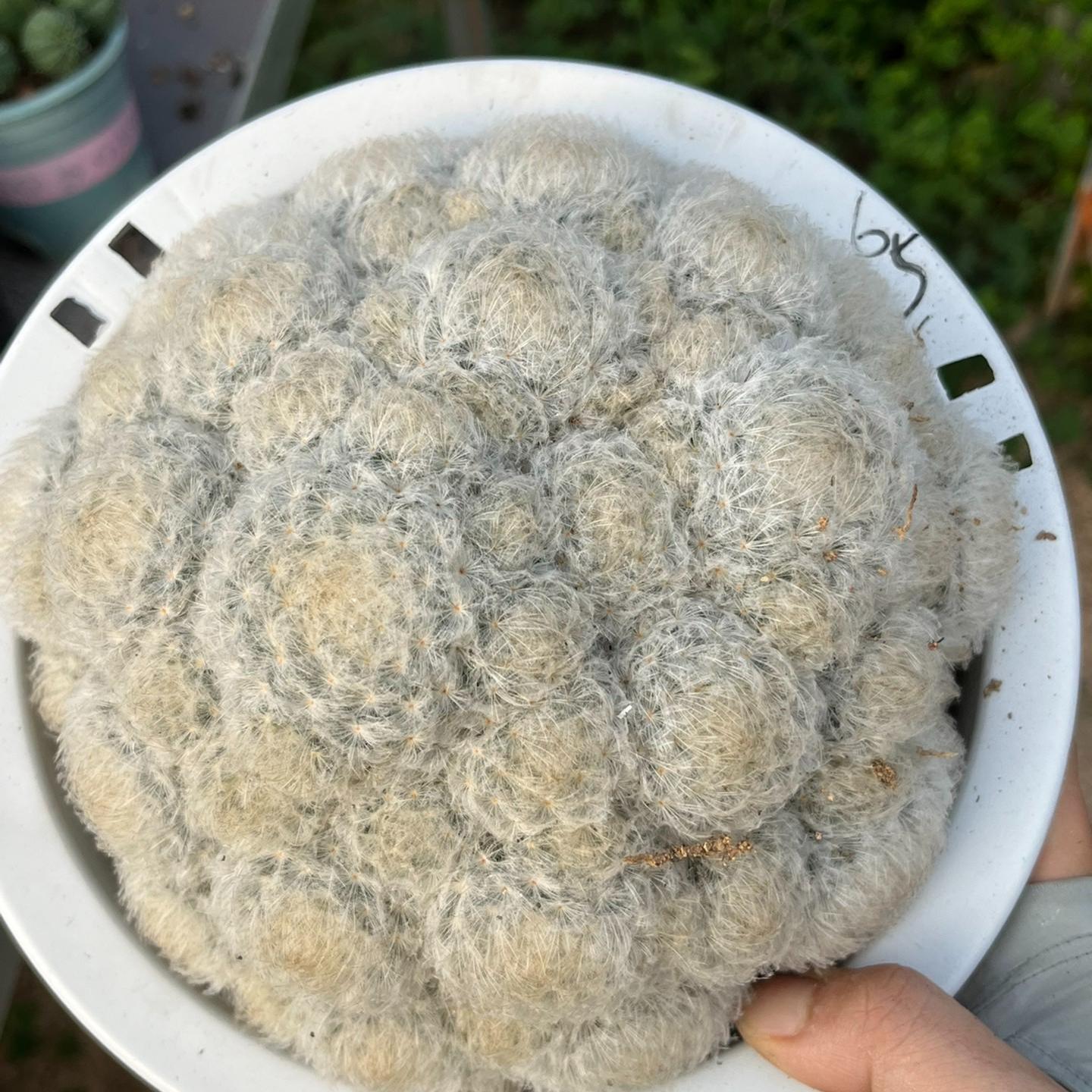 6-12cm Mammillaria plumosa （multi-headed）