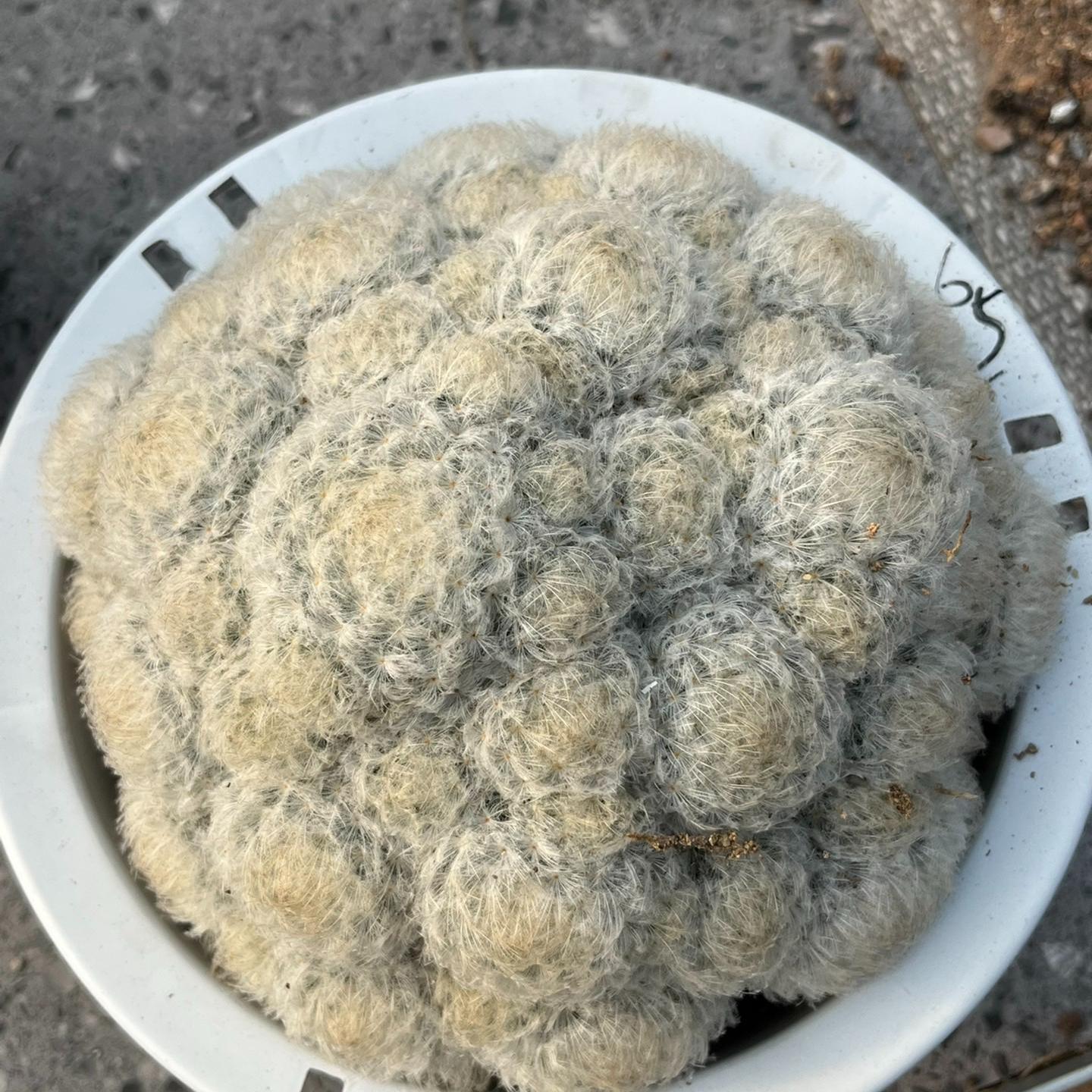6-12cm Mammillaria plumosa （multi-headed）