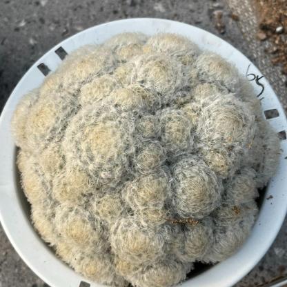 6-12cm Mammillaria plumosa （multi-headed）