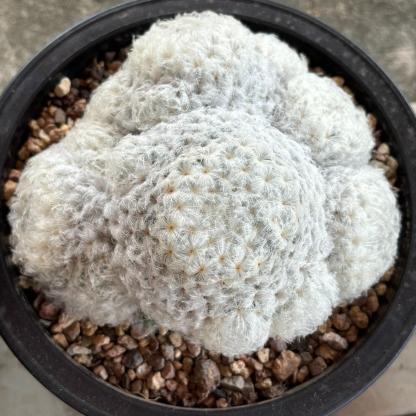 6-12cm Mammillaria plumosa （multi-headed）
