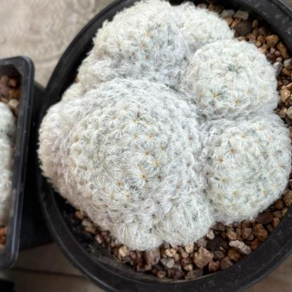6-12cm Mammillaria plumosa （multi-headed）