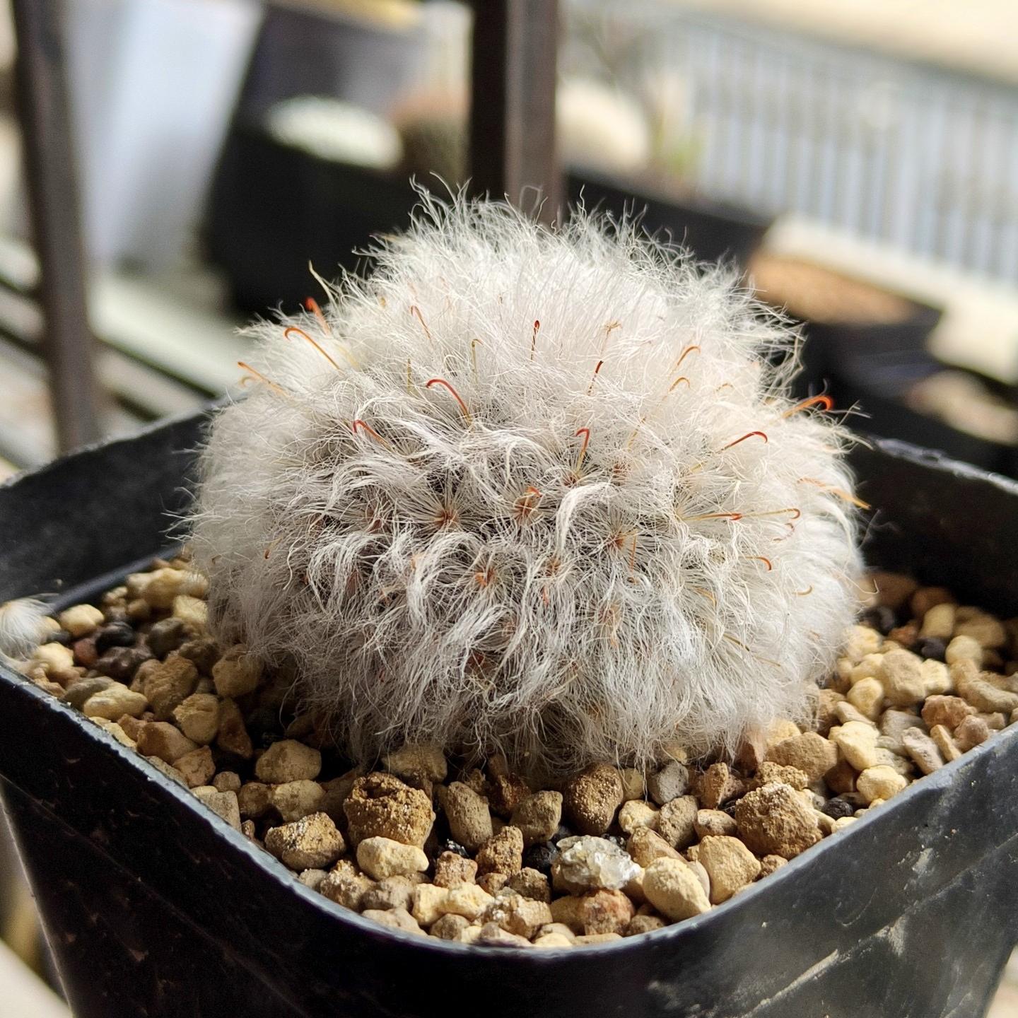 3-8cm Mammillaria bocasana 