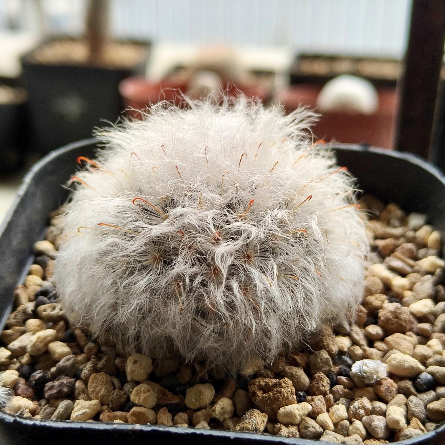 3-8cm Mammillaria bocasana 