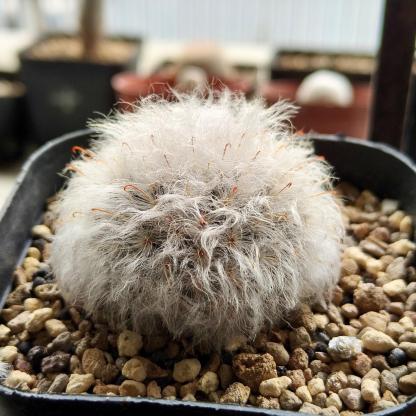 3-8cm Mammillaria bocasana 