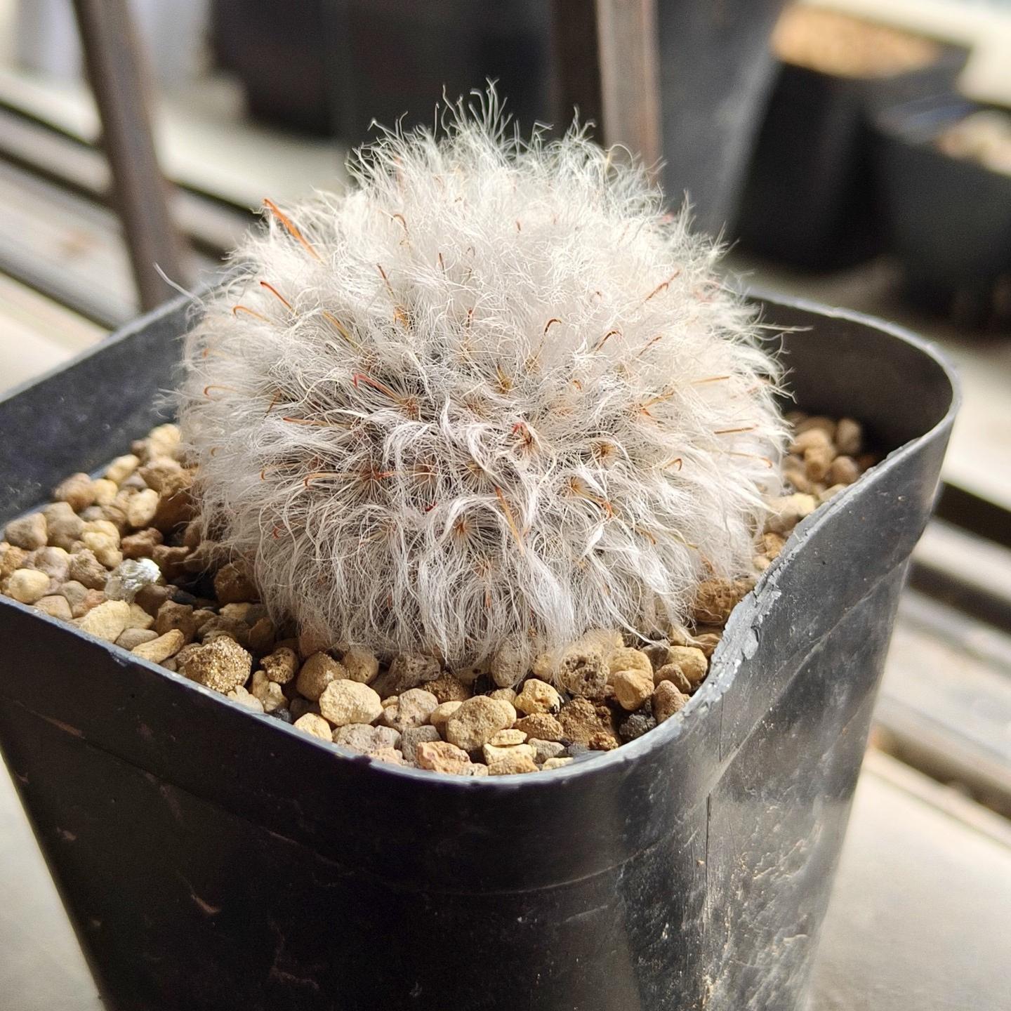 3-8cm Mammillaria bocasana 
