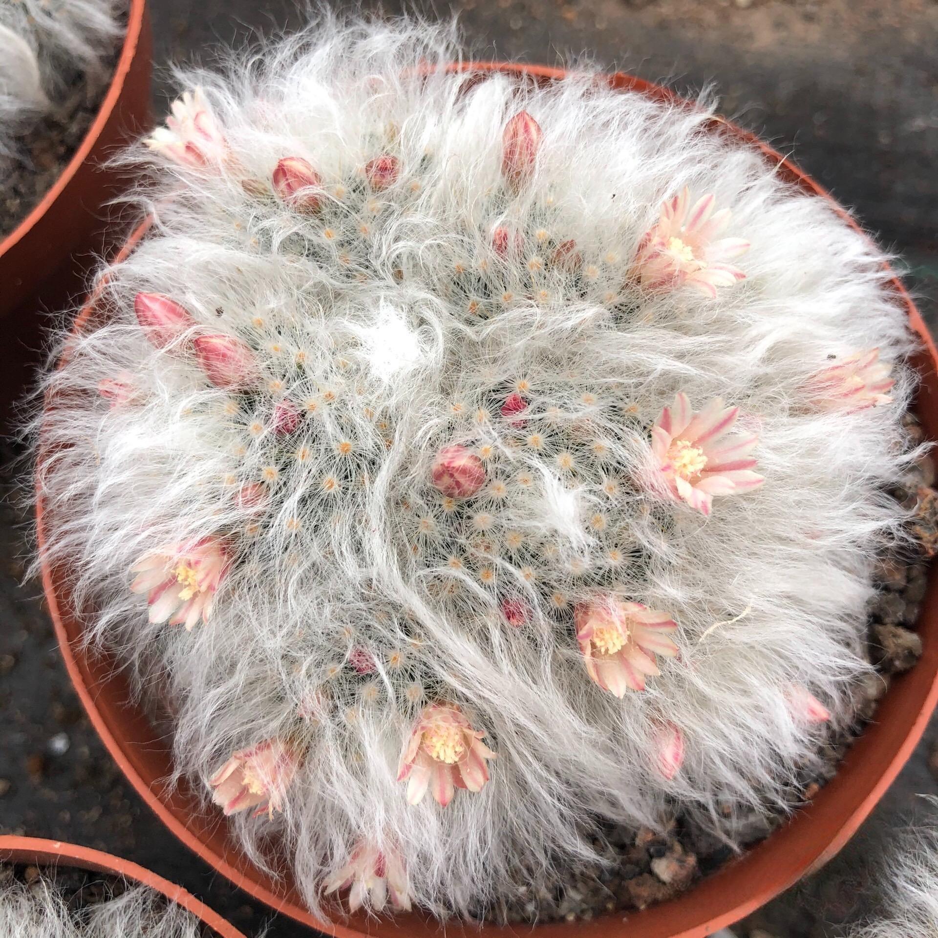 3-8cm Mammillaria bocasana 