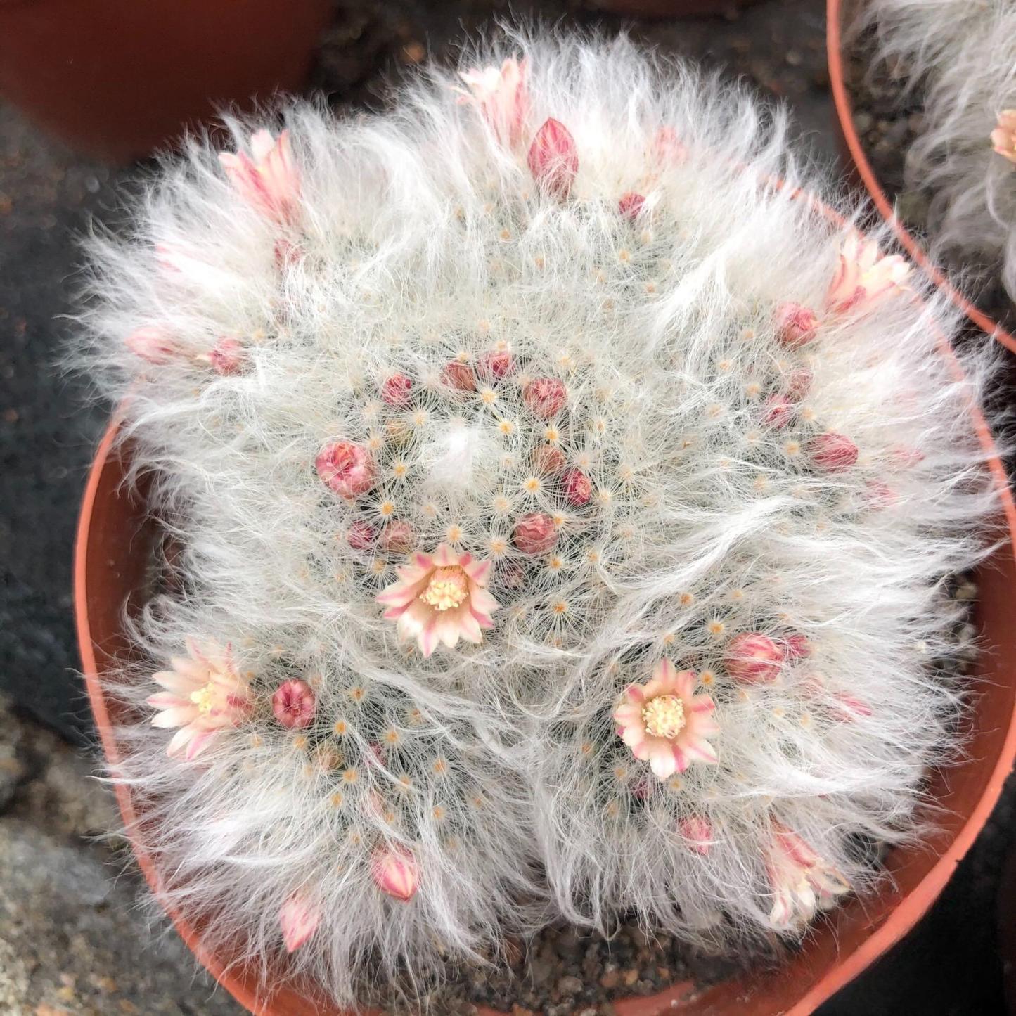 3-8cm Mammillaria bocasana 