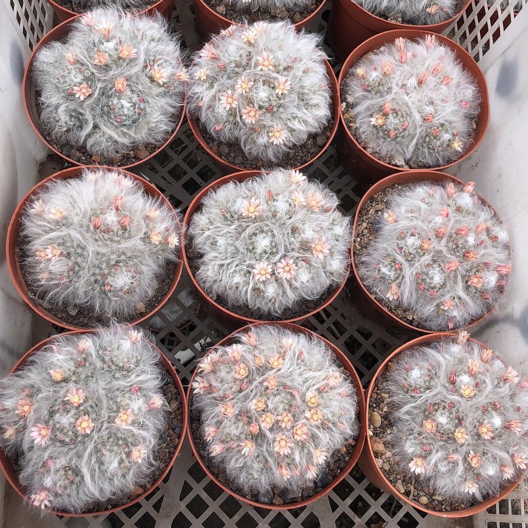 3-8cm Mammillaria bocasana 