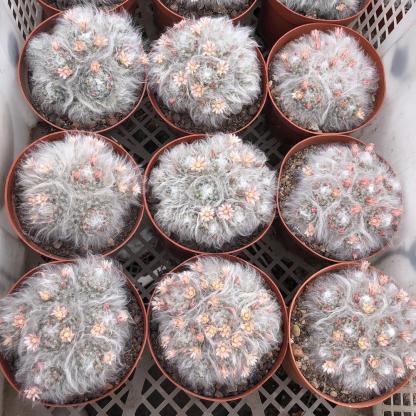 3-8cm Mammillaria bocasana 